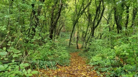 Pathway leading through lush green forest with fresh spring foliage Stock Footage 320044890