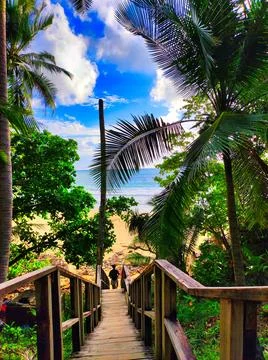 Pathway leads to the beach with trees and blue sky in a tropical setting Stock Photos
