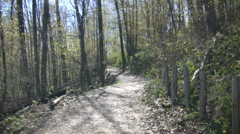 Pathway leads through a beautiful sunlit forest (High Definition) Stock Footage 360048