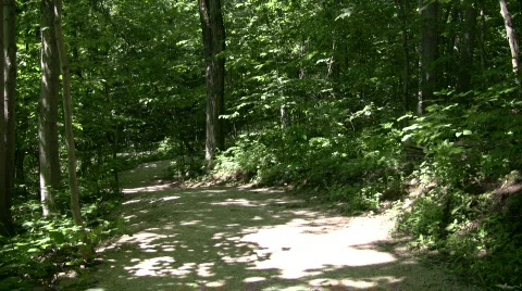 Pathway leads through a beautiful sunlit forest (High Definition) Stock Footage 360050