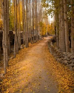 Pathway lined with tall autumn trees and stone walls in Northern Pakistan Stock Photos