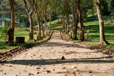 Pathway lined with trees leads through lush green park on a sunny day Stock Photos