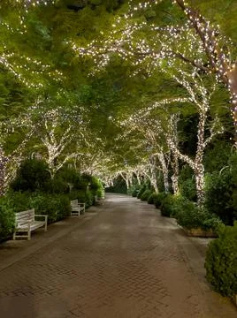 Pathway with lit-up trees on the side Stock Photos