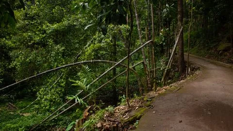 Pathway into a Lush Green Forest with Dense Plants on Both Sides Stock Photos