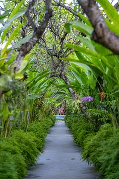 A pathway with lush trees Stock Photos