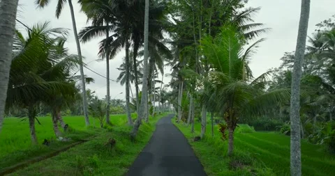 Pathway Meandering Through Lush Greenery and Towering Palm Trees in Nature Stock Footage 287877556