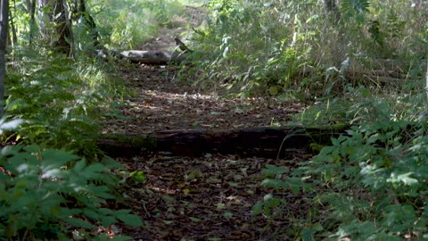 The pathway in the middle of the forest Stock Footage 140944524