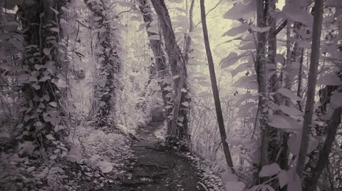Pathway in the mysterious forest Stock-Footage 42744191