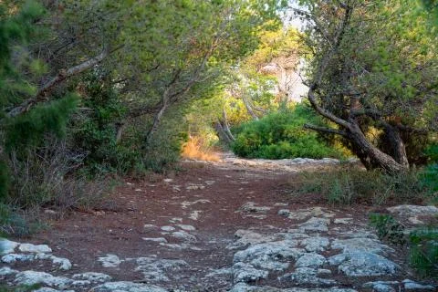 Pathway in a mystical forest Stock Photos