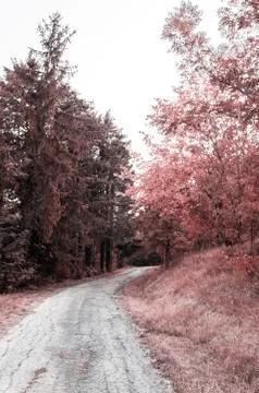 Pathway in a natural setting Stock Photos