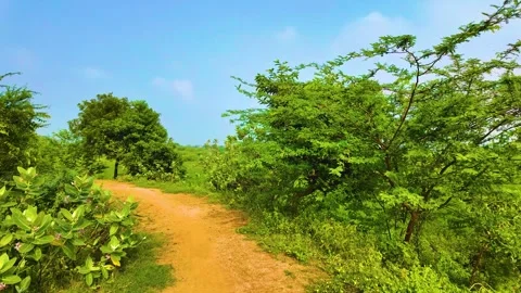 Pathway Near the Paddy Field Stock Footage 262175672