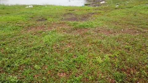 Pathway near wet grass Stock Footage 145960236