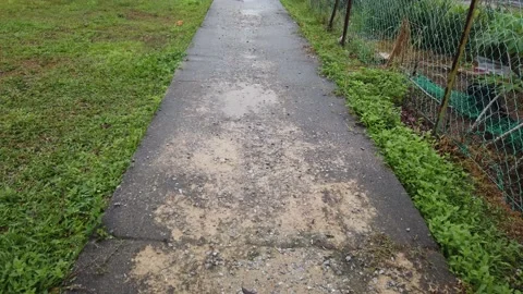 Pathway near wet grass Stock Footage 145960298