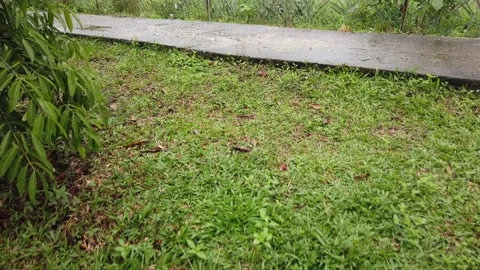 Pathway near wet grass Stock Footage 145960304