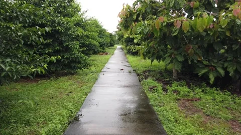 Pathway near wet grass Stock Footage 145960802