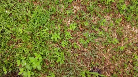 Pathway near wet grass Stock Footage 145964154