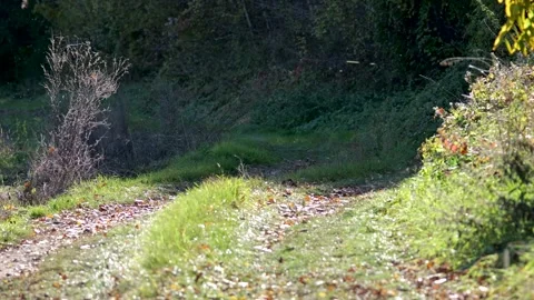 Pathway next to a forest, on a sunny day, bugs and spider web flying around Stock Footage 321973270