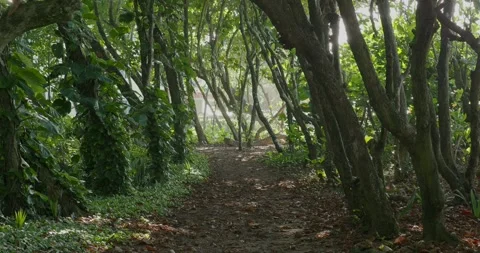 Pathway to the Ocean Beach through tropical forest. Stock Footage 275826328