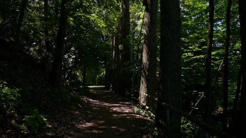 A pathway with old trees an a lantern Stock Footage 132426775