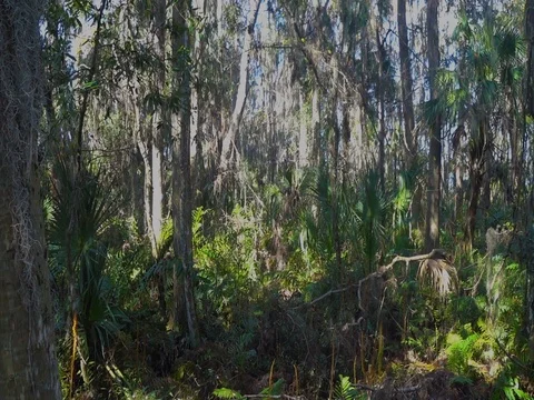 Pathway out of Florida woods Stock Footage 83525719