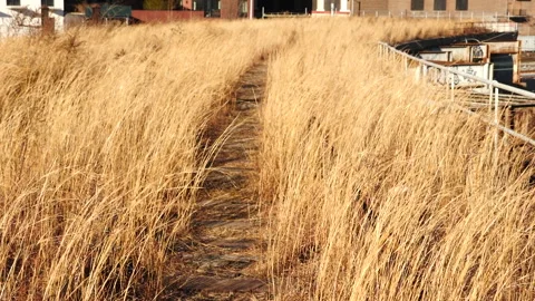 A pathway with overgown grass on both sides of an abandoned railroad tracks Stock Footage 146052865