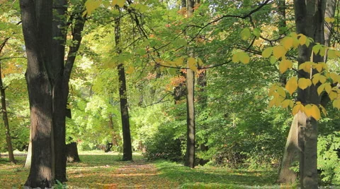 Pathway in the park Stock Footage 1000687
