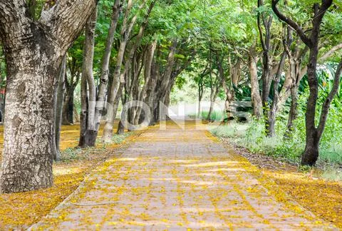 Pathway on park Stock Photos