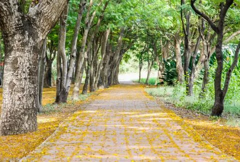 Pathway on park Stock Photos