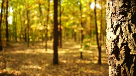 Pathway in the park, rack focus Stock Footage 43030961