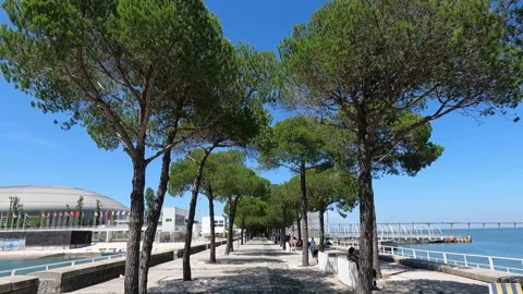 Pathway to Peace Walking Among the Trees In Lisbon Stock Footage 276371546