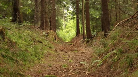 Pathway in Pine Forest Stock Footage 41260422