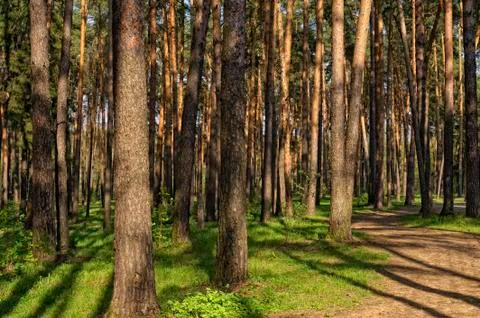 Pathway in the pine forest Stock Photos