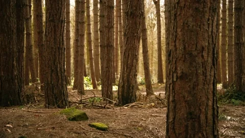 Pathway of Pine trees in English winter wilderness woodland Stock Footage 308918598
