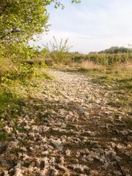A pathway of pretty fallen fluff from trees heavenly and wedding like coron.. Stock Photos