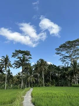 Pathway in the Ricefield Stock Photos