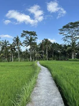 Pathway in the Ricefield Stock Photos