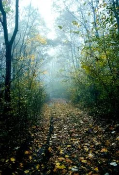 A pathway road with trees on both sides a morning climate Stock Photos