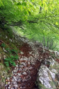 Pathway in rocky forest Stock Photos