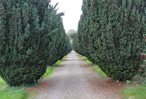 A pathway with a row of yew trees with red berries, either side. Stock Photos