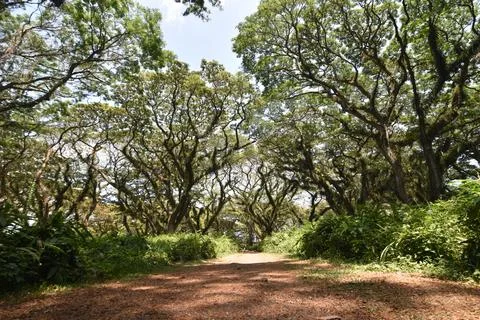 A pathway with Samanea saman trees  Stock Photos