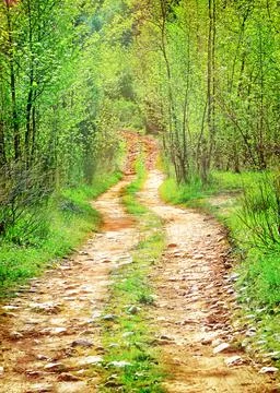 Pathway in secluded deciduous forest Stock Photos