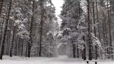Pathway in snowing forest Stock Footage 126415988