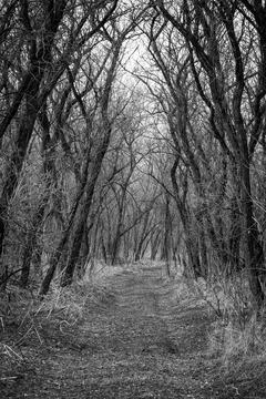 Pathway in spring forest Stock Photos