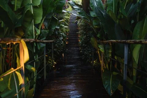 Pathway with steps and glowing lights leading through lush green jungle. Foto stock