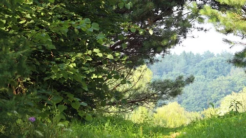 Pathway in summer forest Stock Footage 99796320
