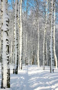 Pathway in sunny winter forest Stock Photos