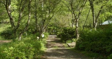 A pathway surrounded by trees near Doshi-gawa river Stock Footage