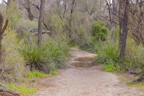 Pathway Surrounded by Vegetation at Wave Rock, Australia Stockfoto's