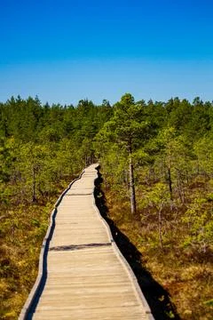 Pathway in swamp Stock Photos