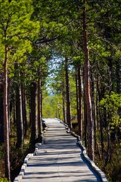 Pathway to swamp Stock Photos